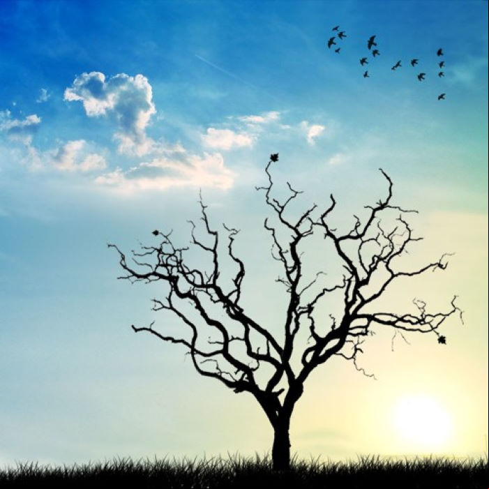 MP3 #465 Thoribass - Quiet Tree