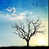 Télécharger gratuitement la musique de Thoribass - Quiet Tree